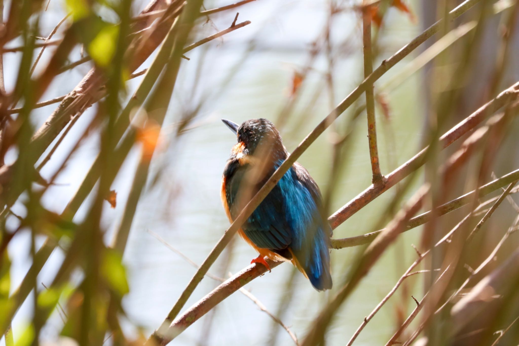 Photo of Common Kingfisher at 善福寺公園 by なご