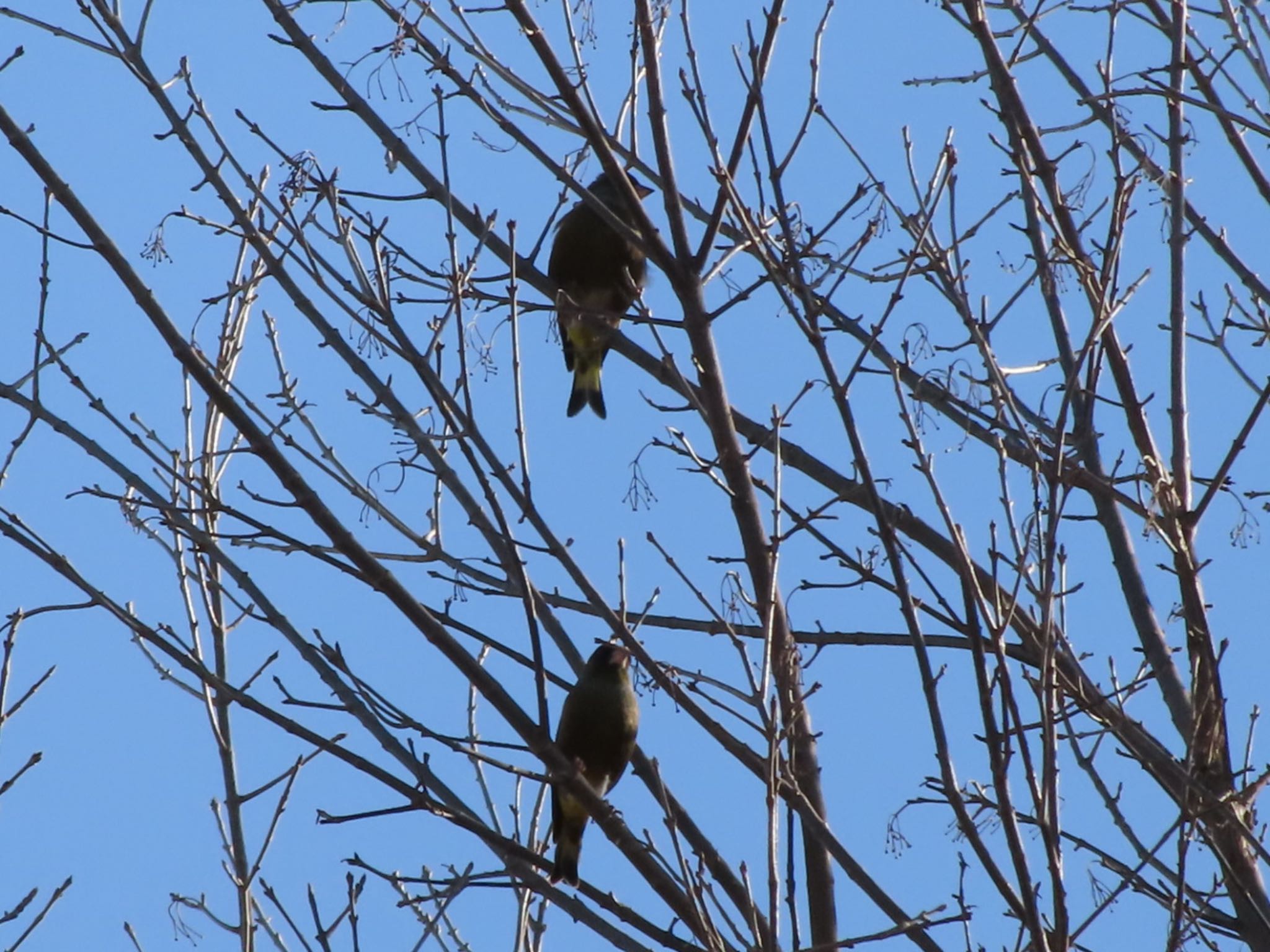 Grey-capped Greenfinch