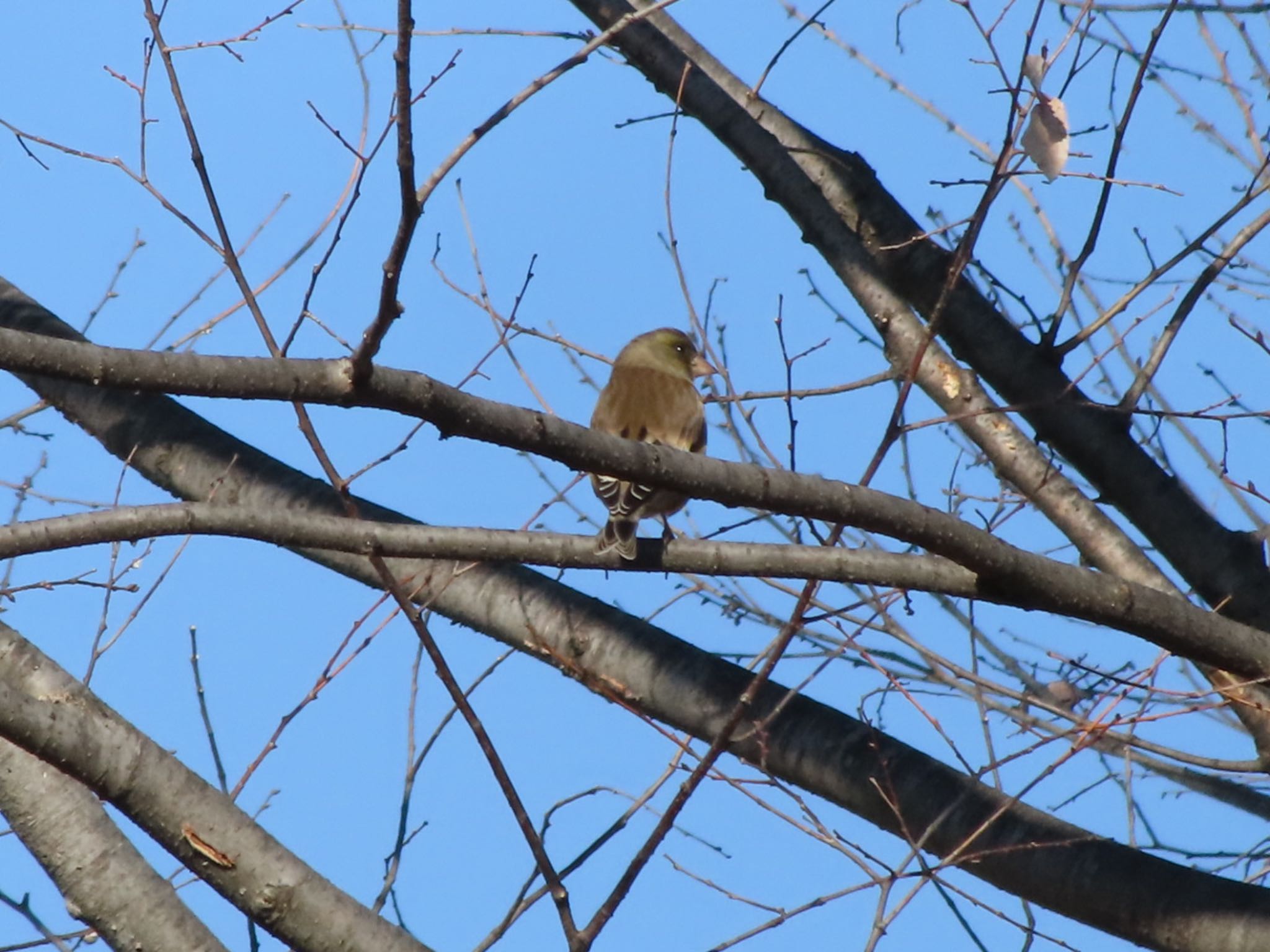 Photo of Grey-capped Greenfinch at 波志江沼環境ふれあい公園 by アカウント12456