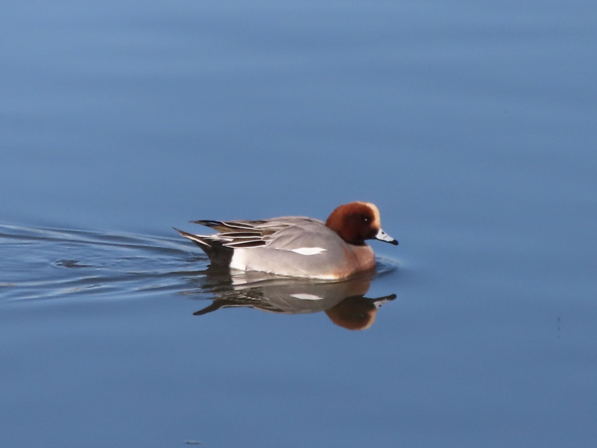 Photo of Eurasian Wigeon at 波志江沼環境ふれあい公園 by アカウント12456