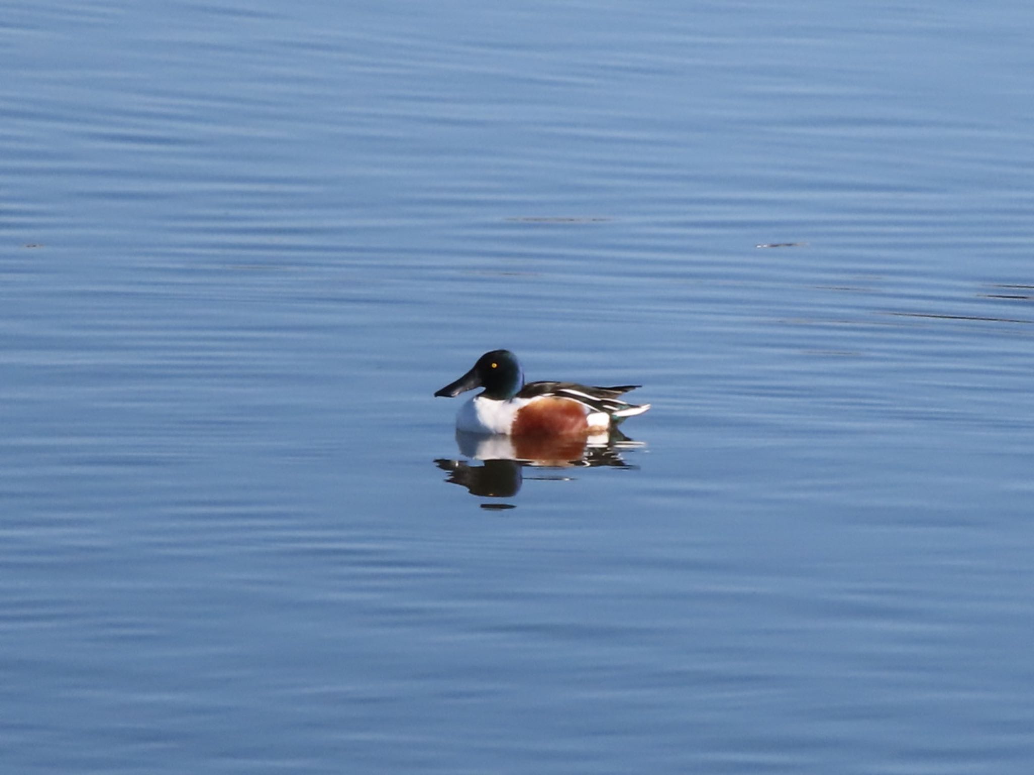 Photo of Northern Shoveler at 波志江沼環境ふれあい公園 by アカウント12456