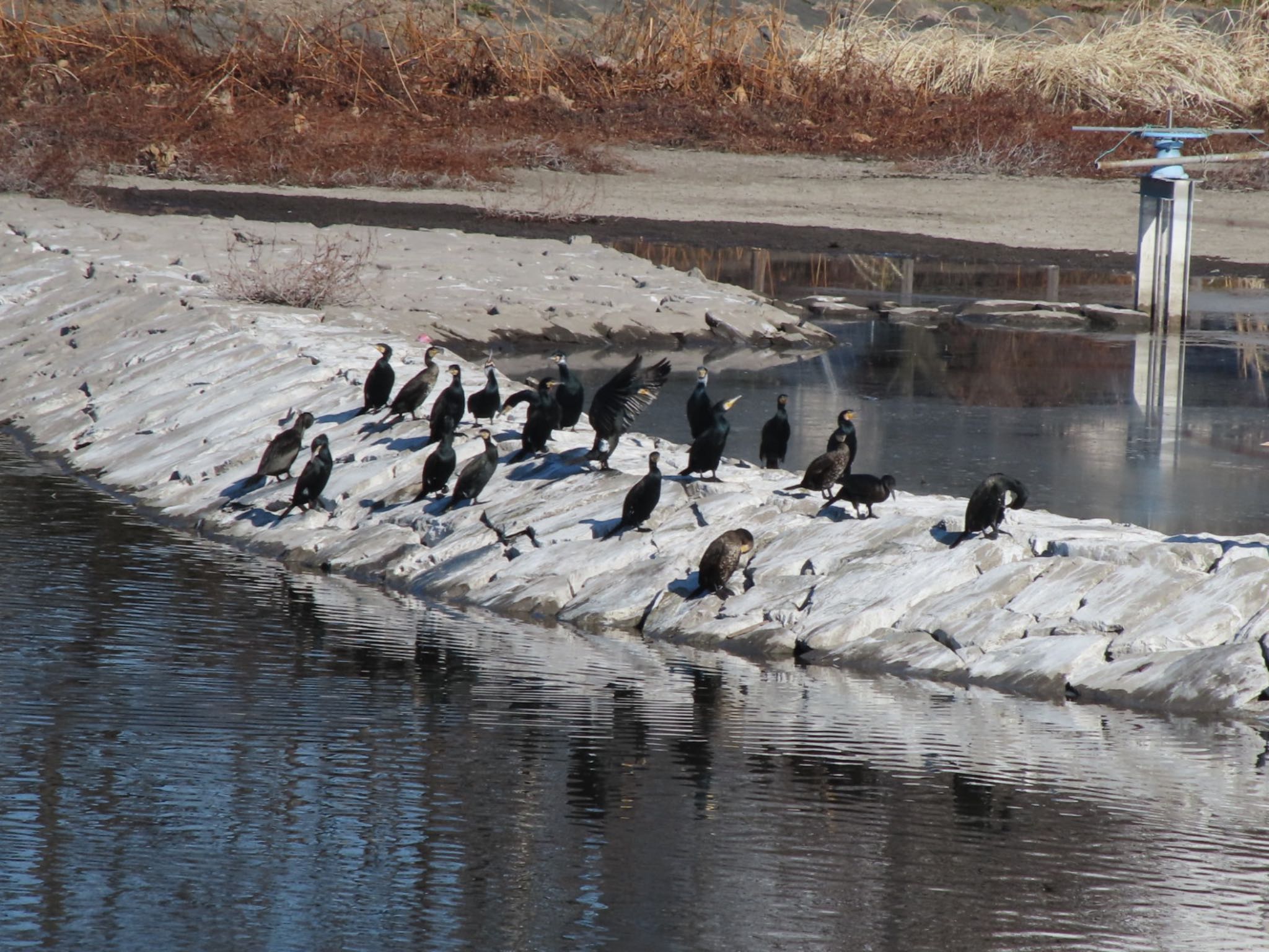 Photo of Great Cormorant at 波志江沼環境ふれあい公園 by アカウント12456