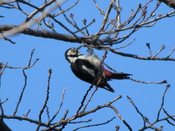 Great Spotted Woodpecker 波志江沼環境ふれあい公園 Sat, 1/6/2024