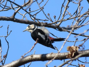 Great Spotted Woodpecker 波志江沼環境ふれあい公園 Sat, 1/6/2024