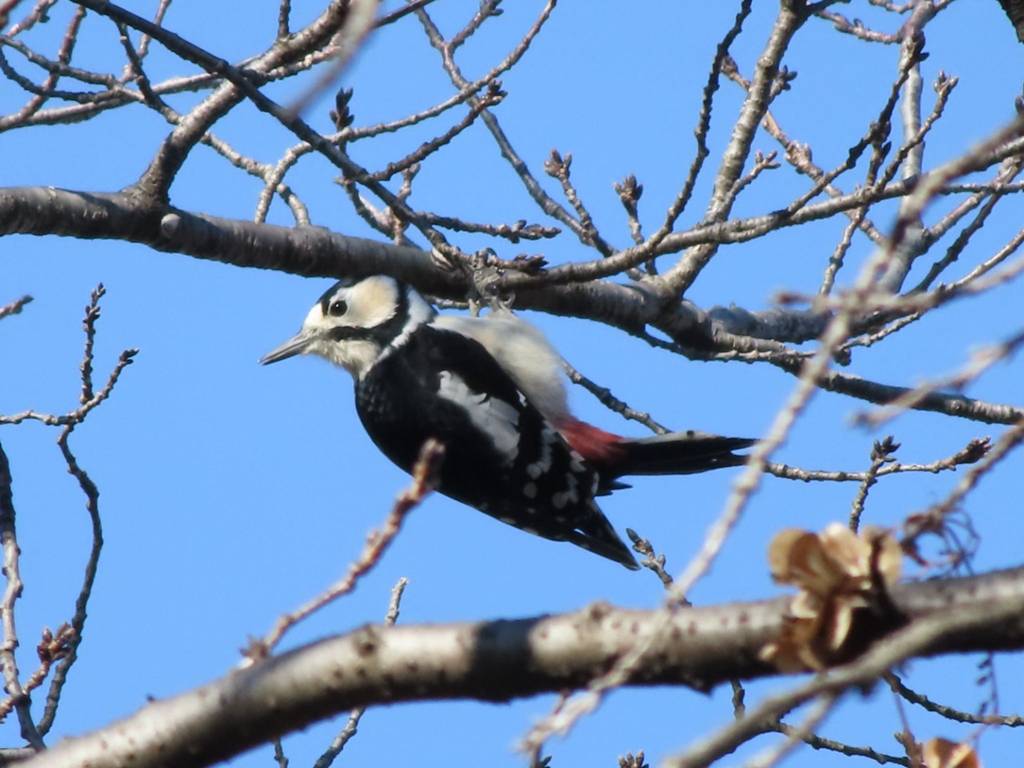 Great Spotted Woodpecker