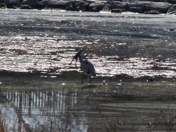 Sat, 1/6/2024 Birding report at 波志江沼環境ふれあい公園