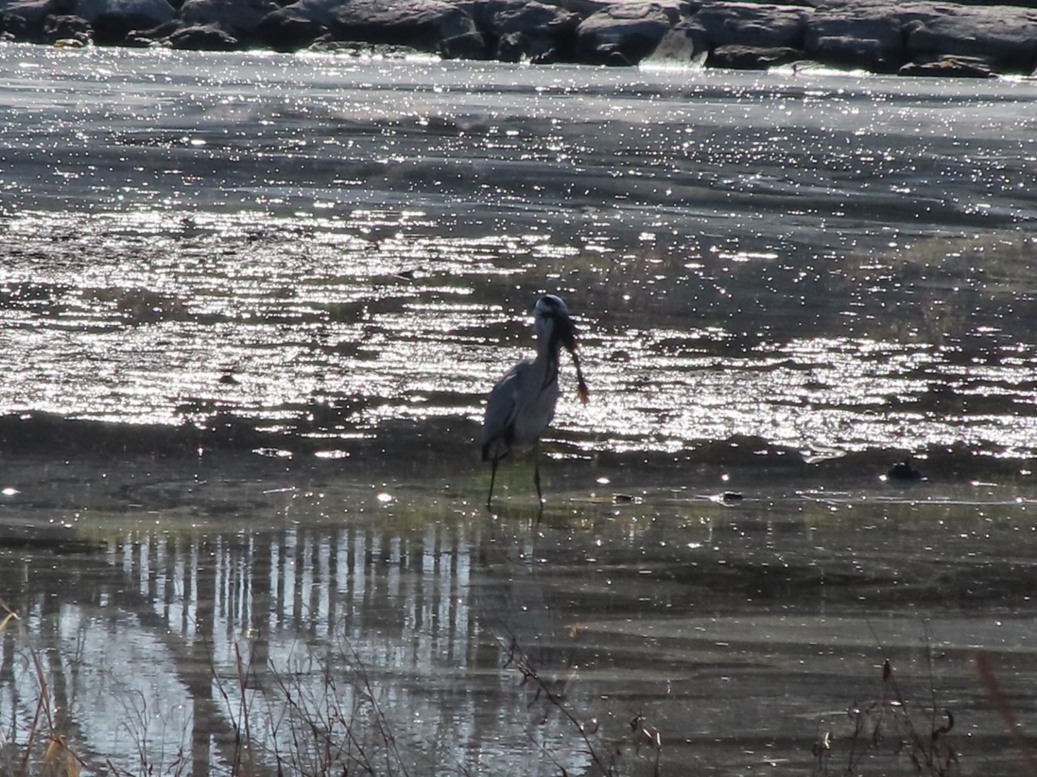 Grey Heron