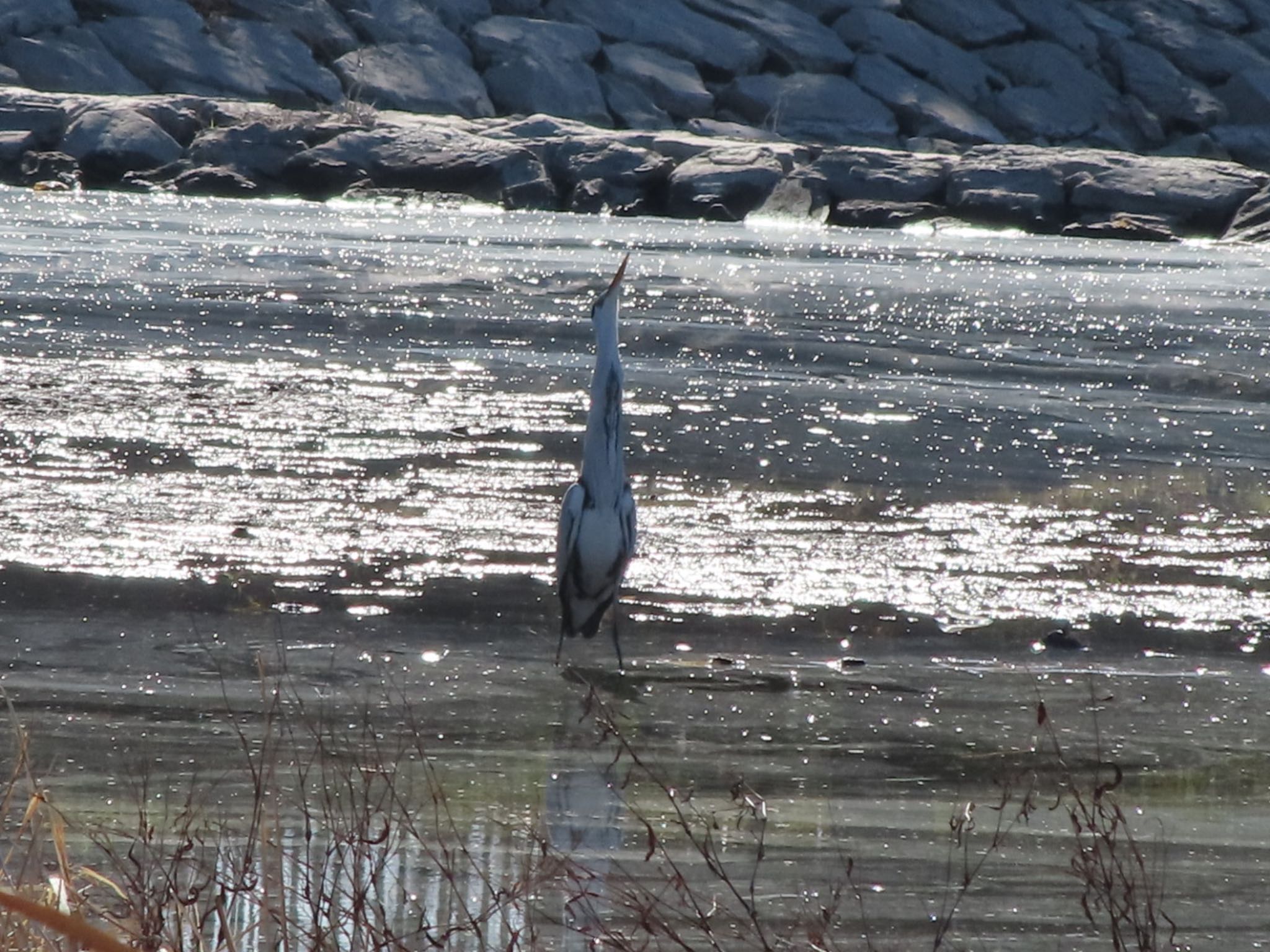 Grey Heron