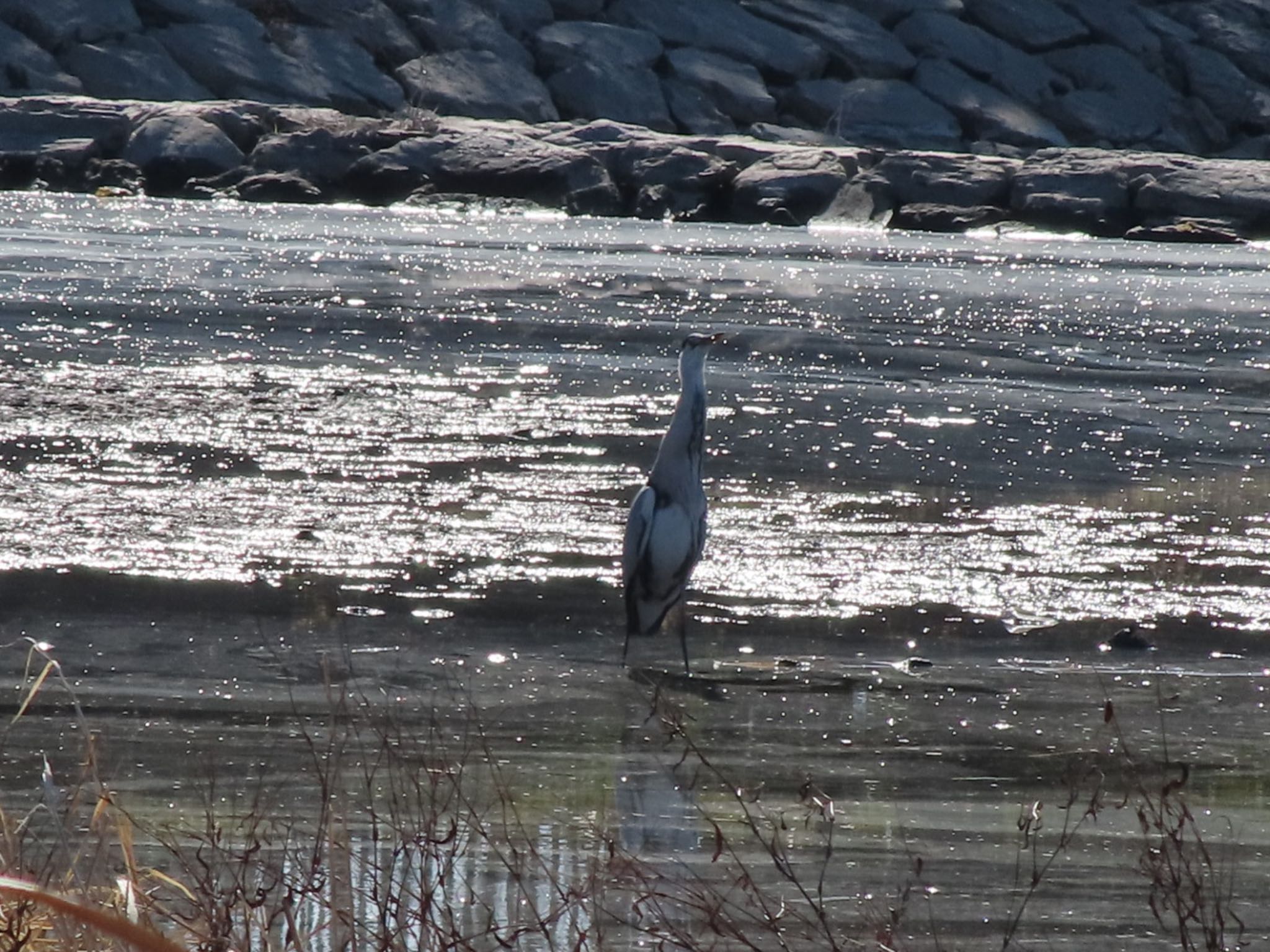 Photo of Grey Heron at 波志江沼環境ふれあい公園 by アカウント12456