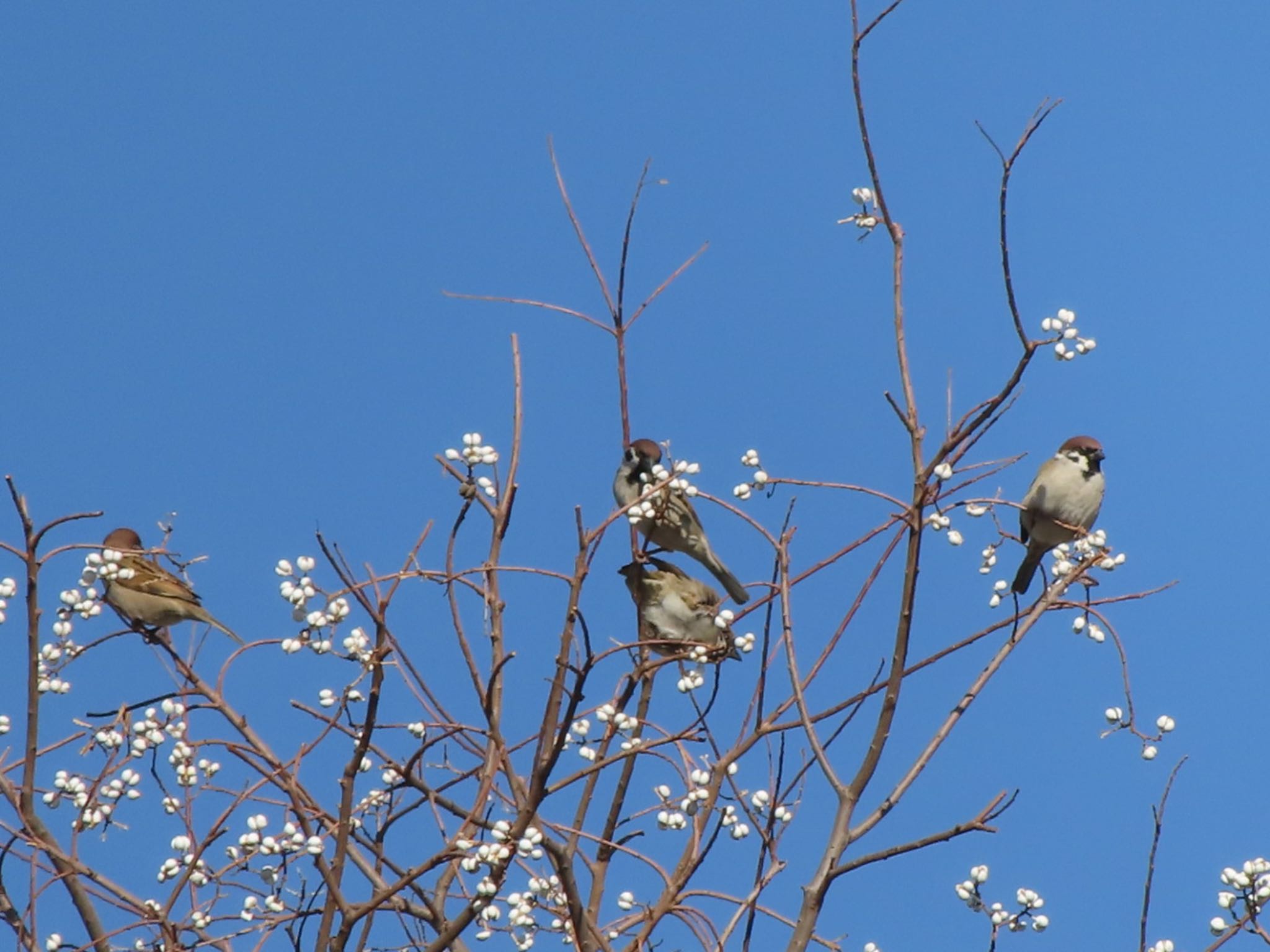 Photo of Eurasian Tree Sparrow at 波志江沼環境ふれあい公園 by アカウント12456