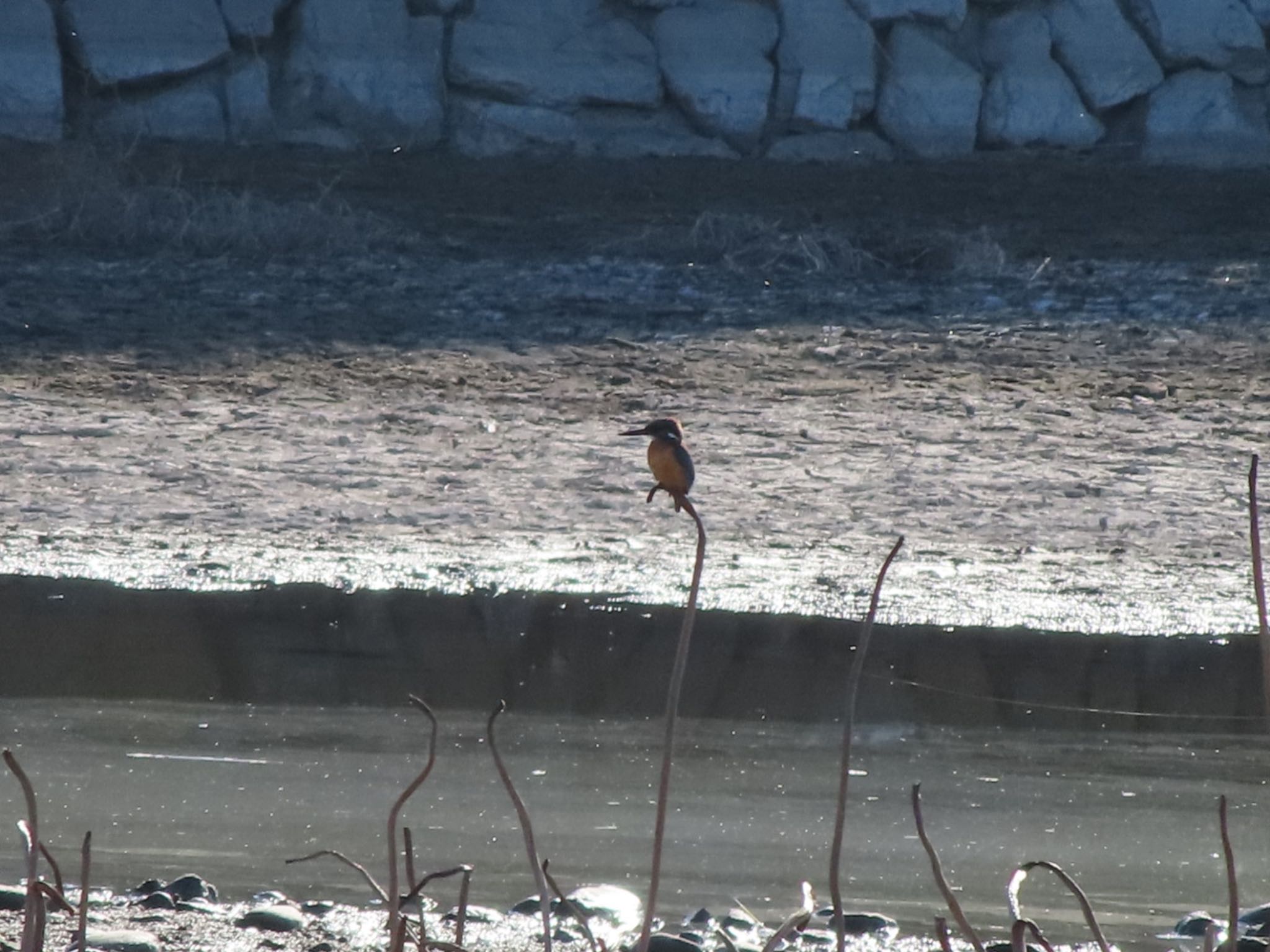 Common Kingfisher