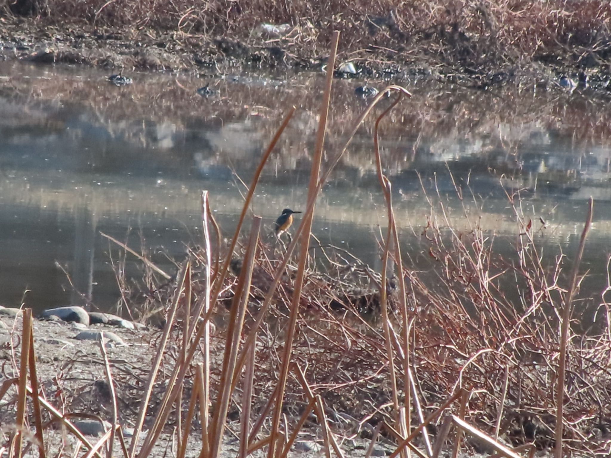 Common Kingfisher