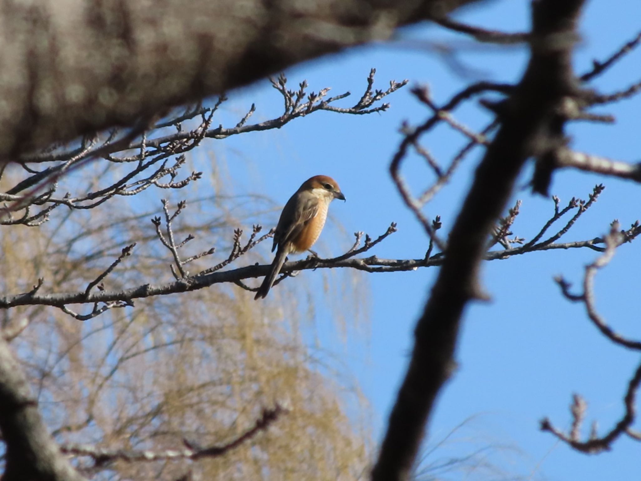 Photo of Bull-headed Shrike at 波志江沼環境ふれあい公園 by アカウント12456