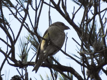 2024年1月6日(土) 三河湖園地の野鳥観察記録