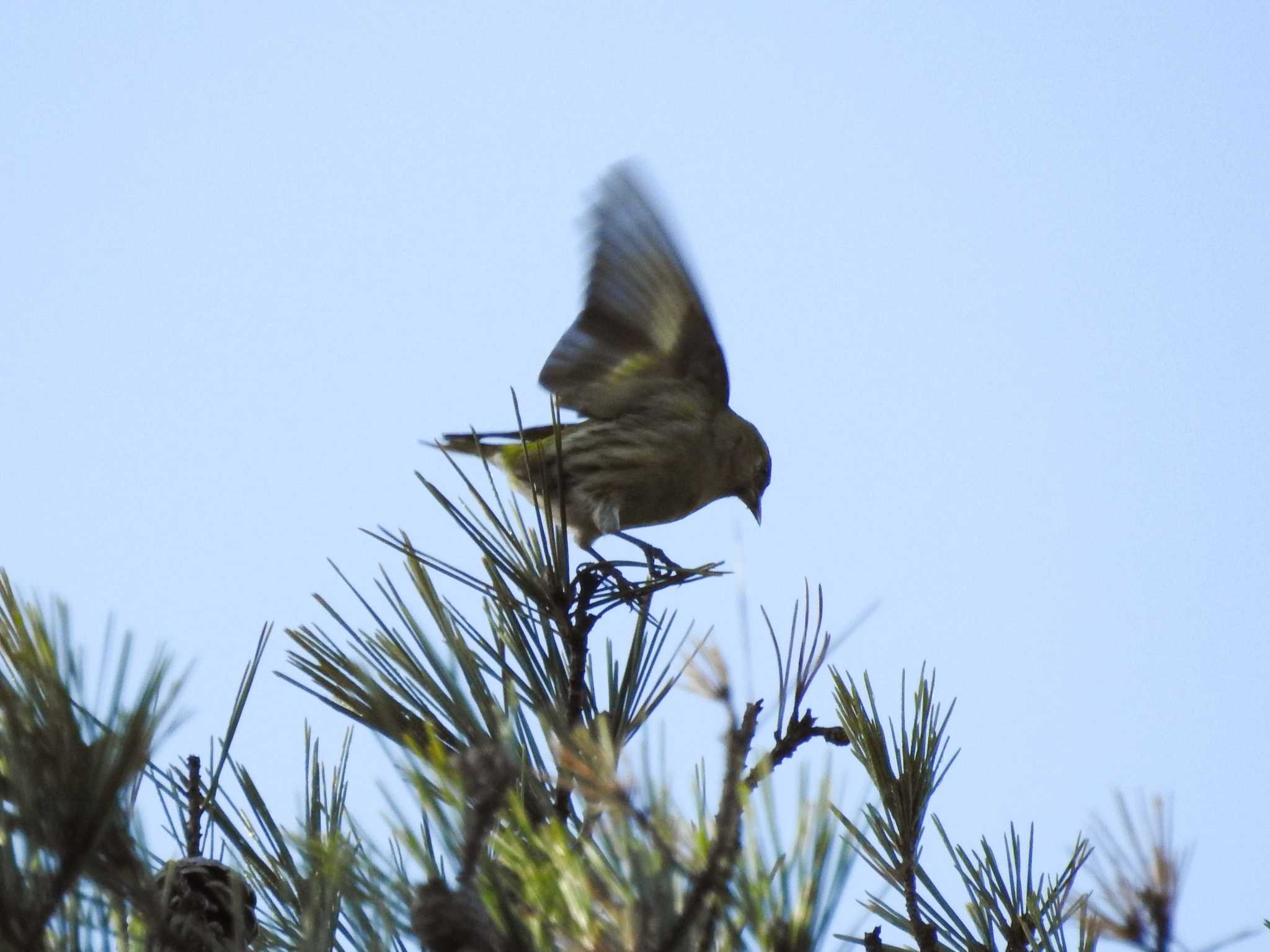 Photo of Eurasian Siskin at 三河湖園地 by どらお