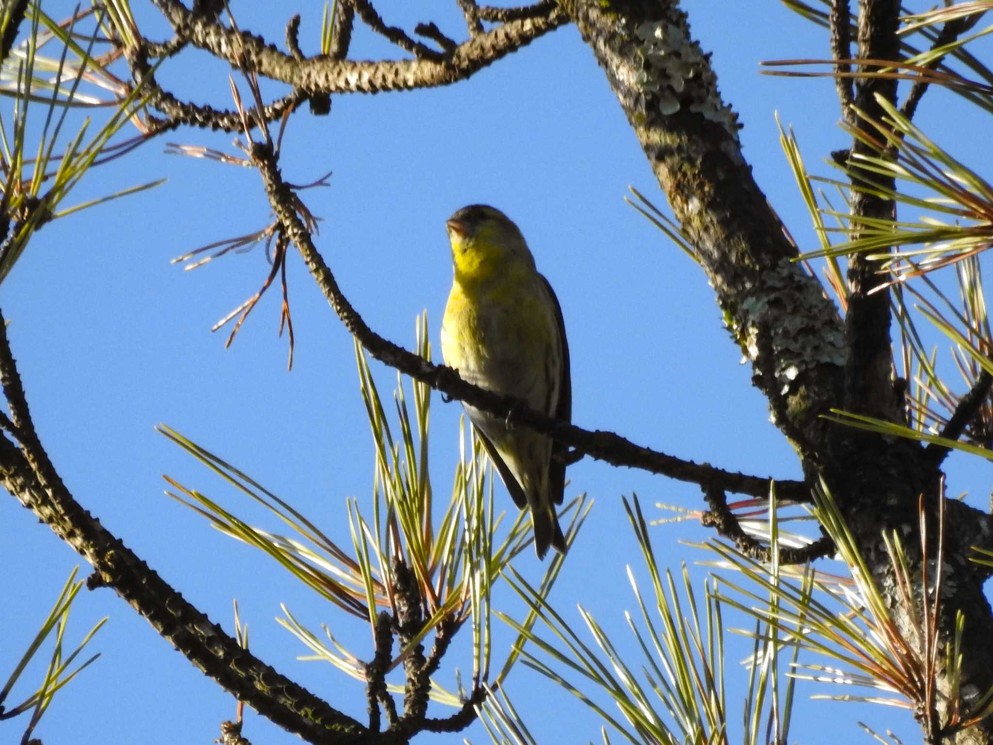 Photo of Eurasian Siskin at 三河湖園地 by どらお