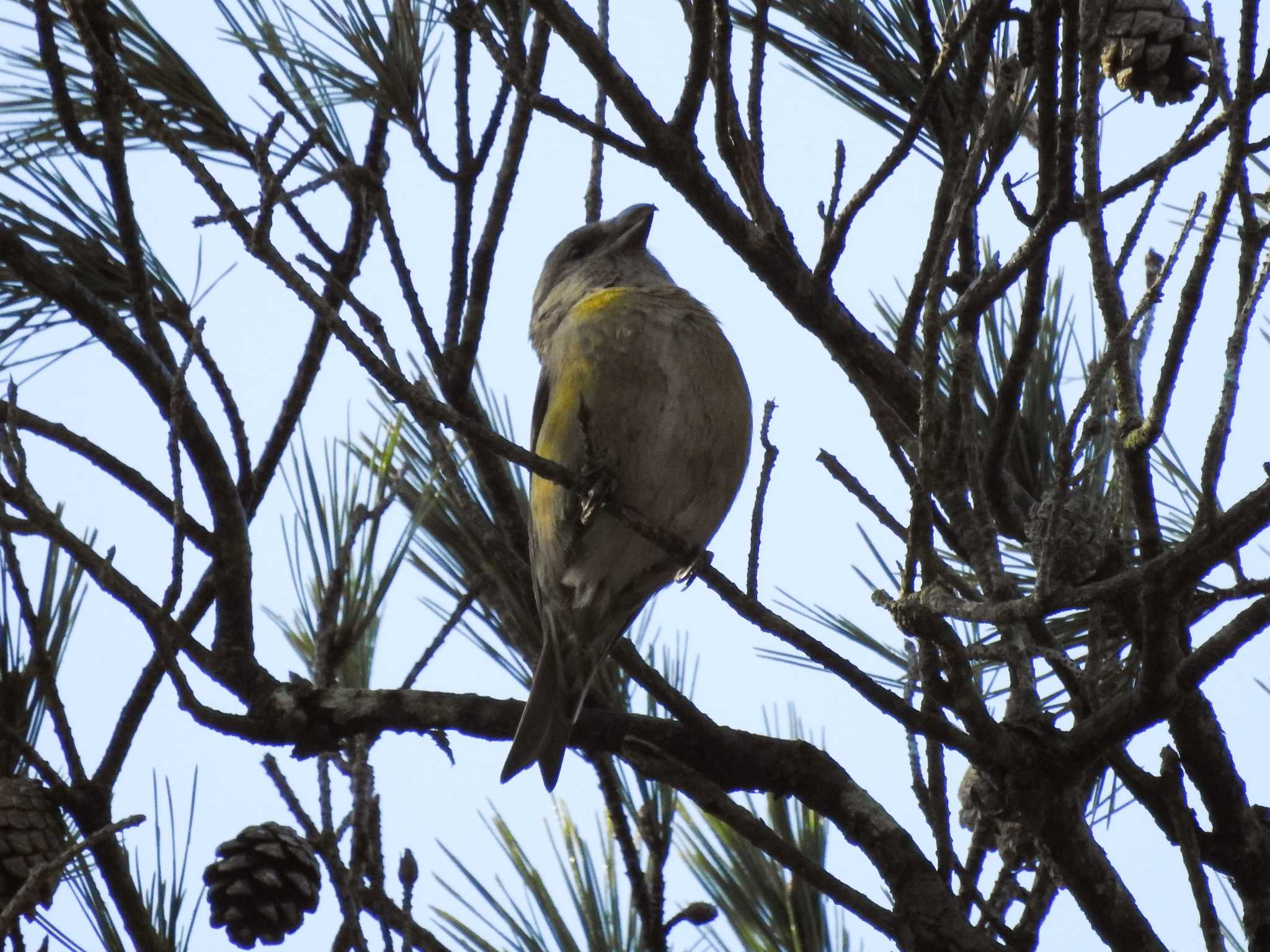 Red Crossbill