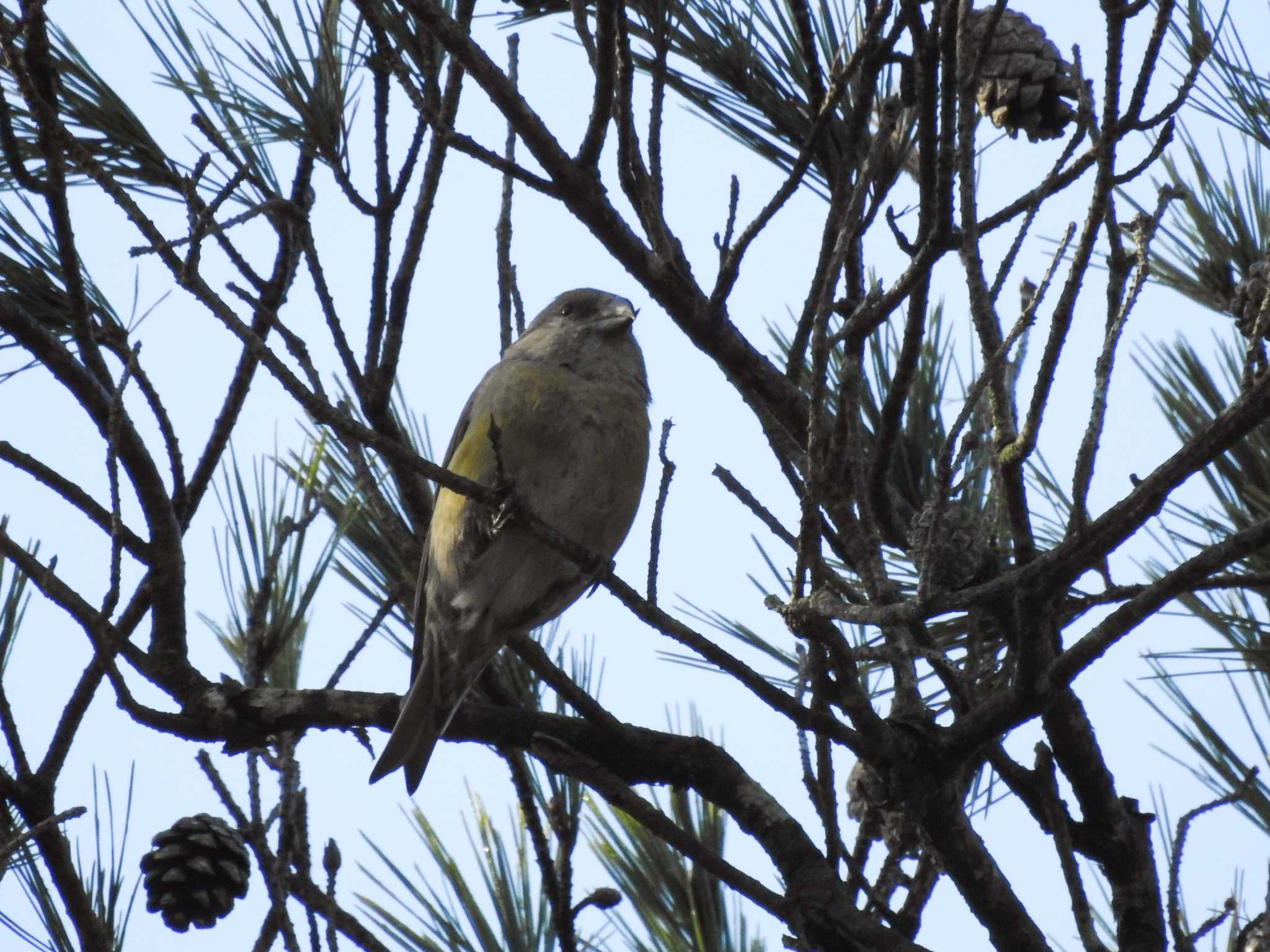 Photo of Red Crossbill at 三河湖園地 by どらお