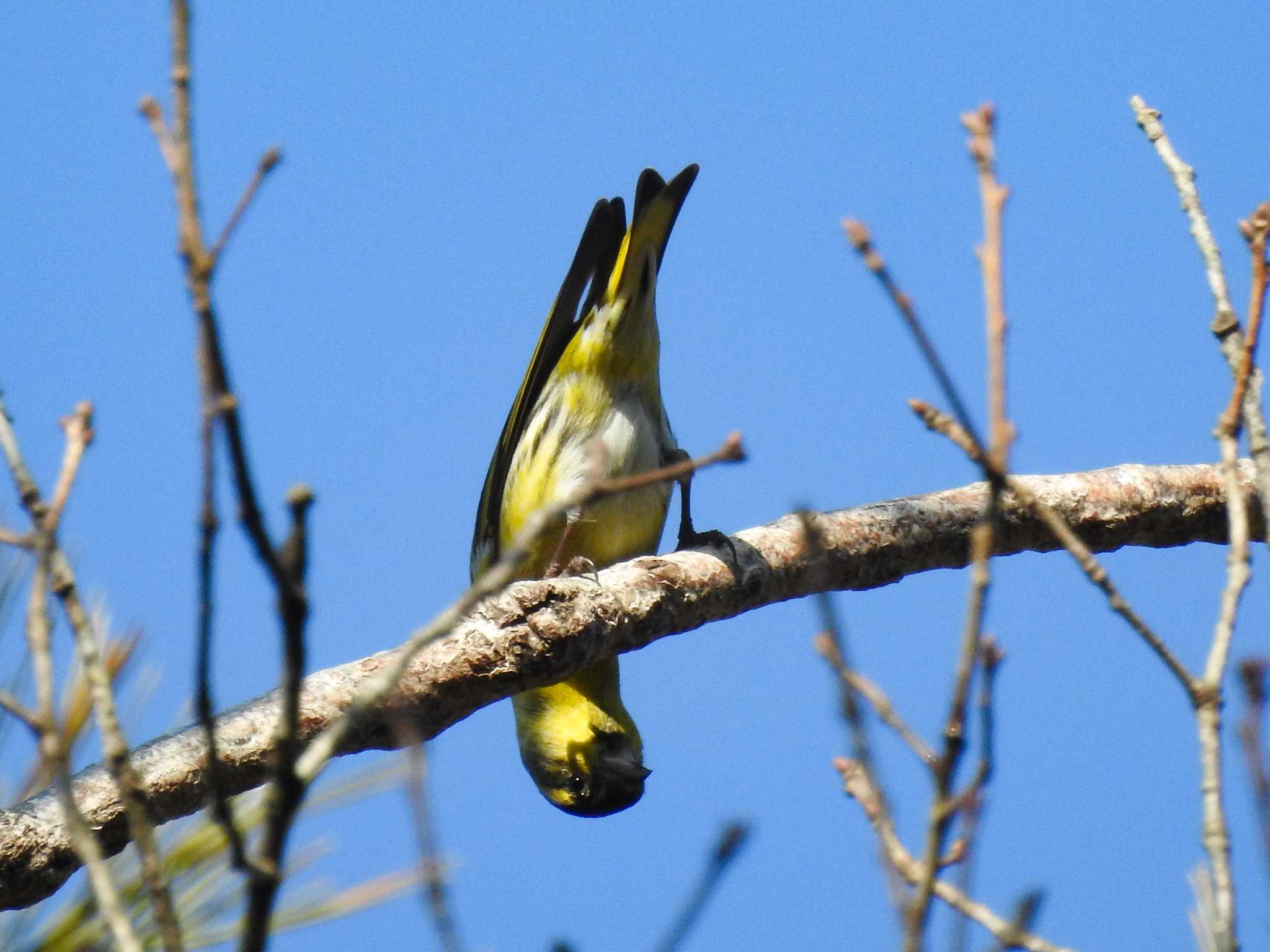 Eurasian Siskin