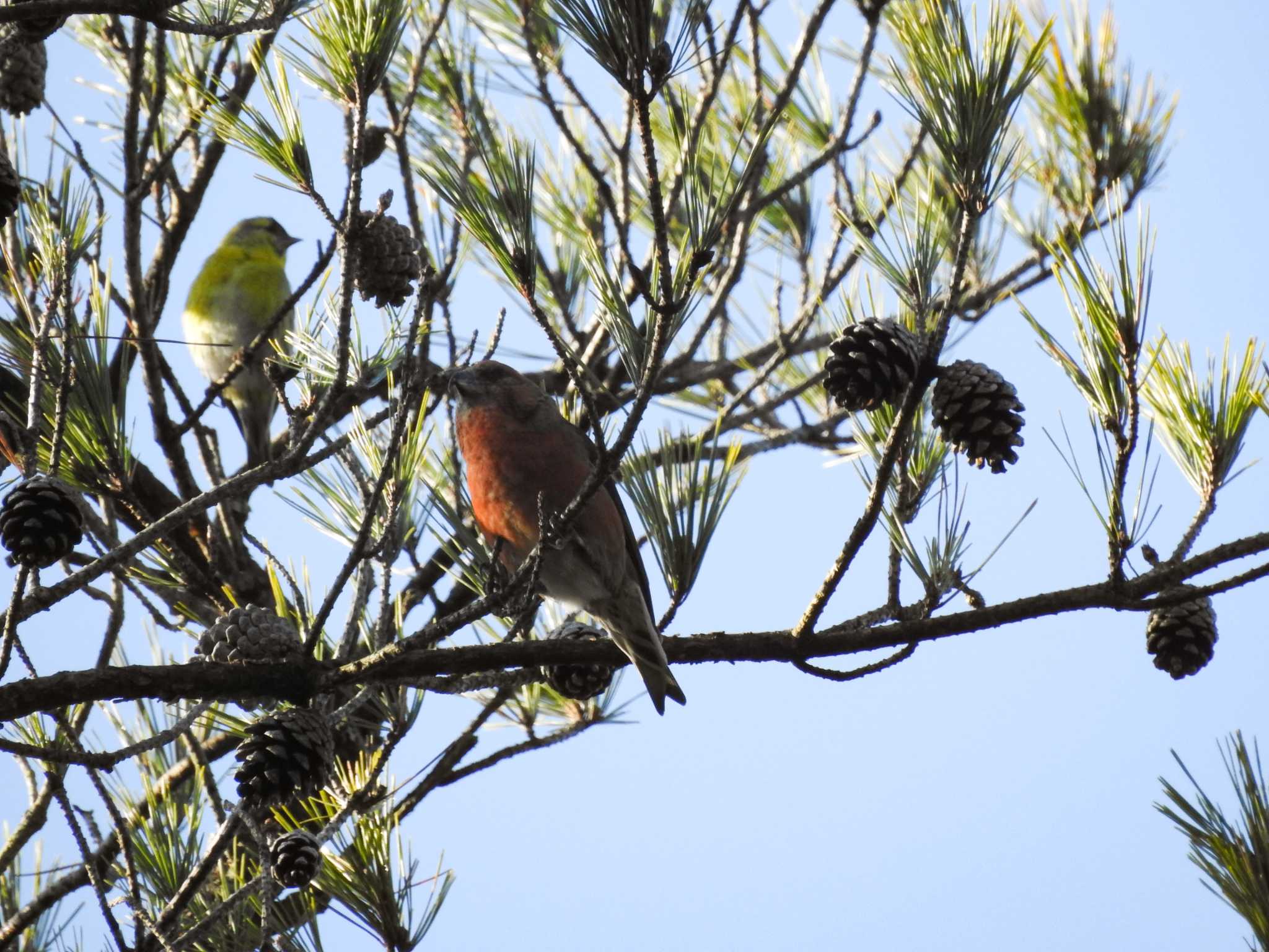 Red Crossbill