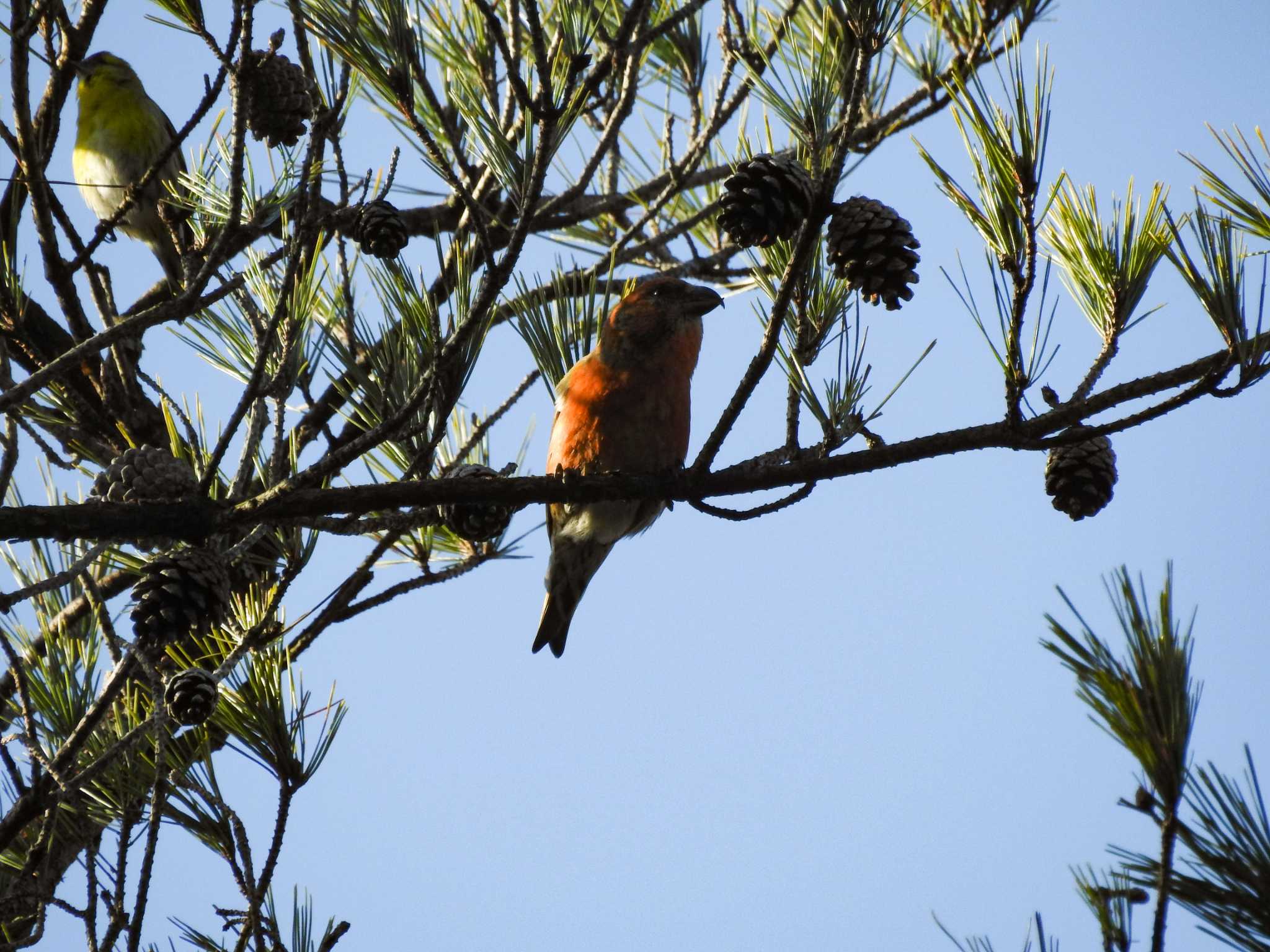 Red Crossbill