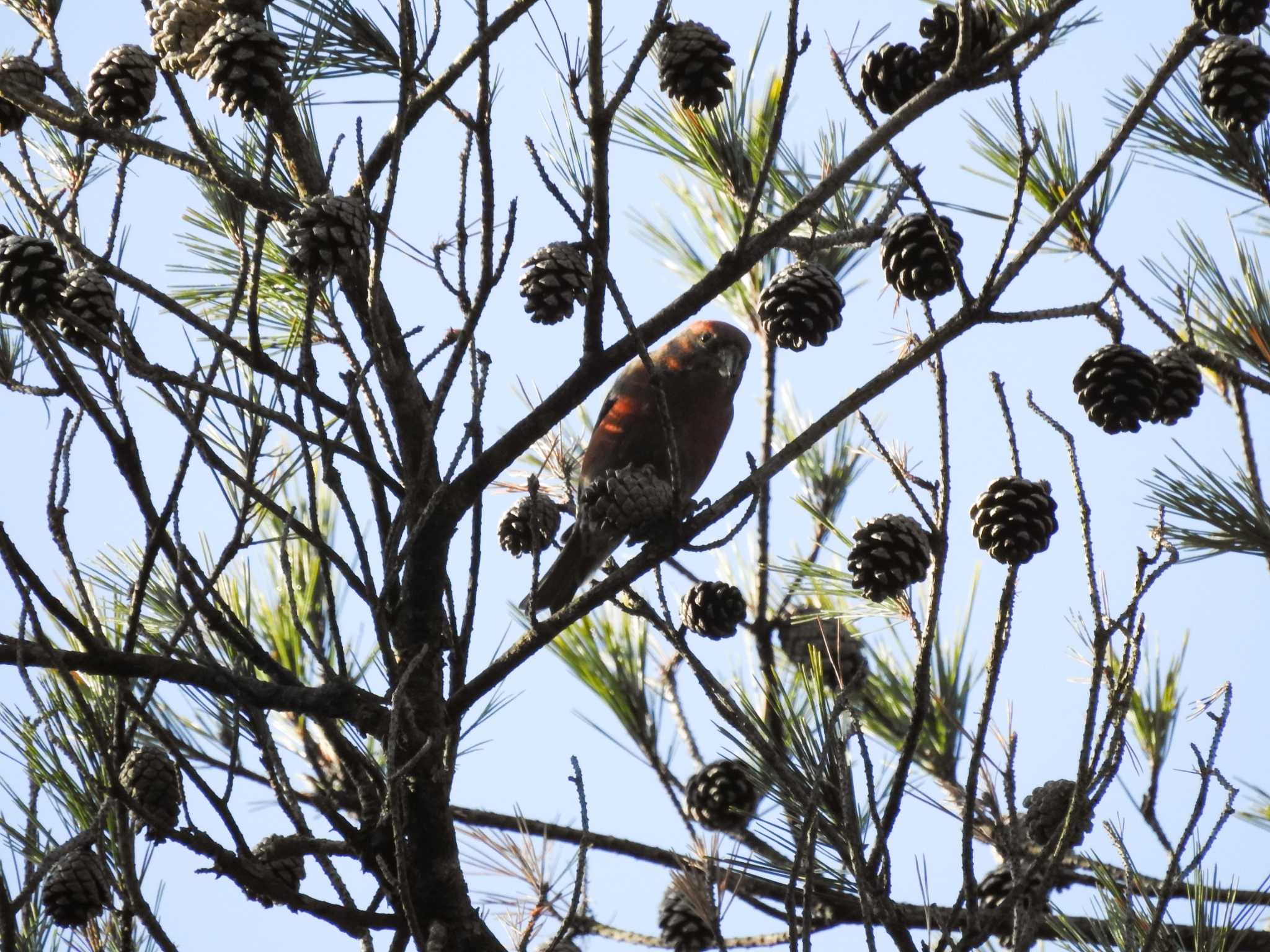 Photo of Red Crossbill at 三河湖園地 by どらお