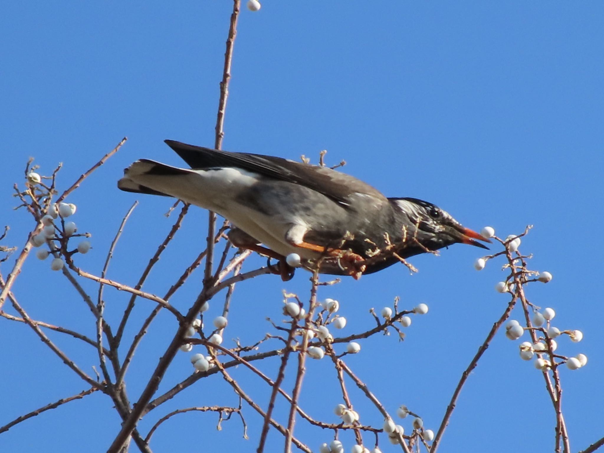 White-cheeked Starling