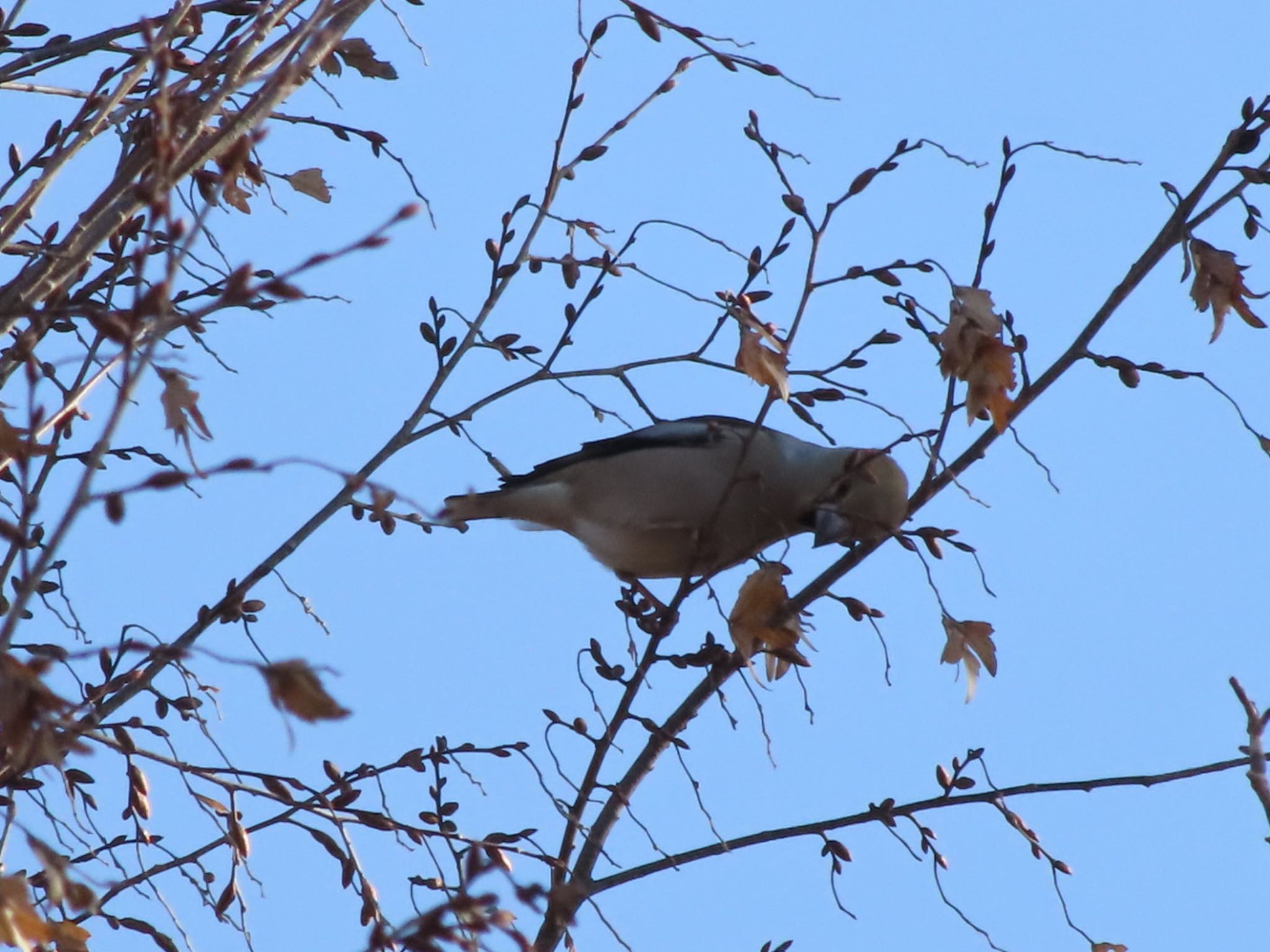 Photo of Hawfinch at 波志江沼環境ふれあい公園 by アカウント12456