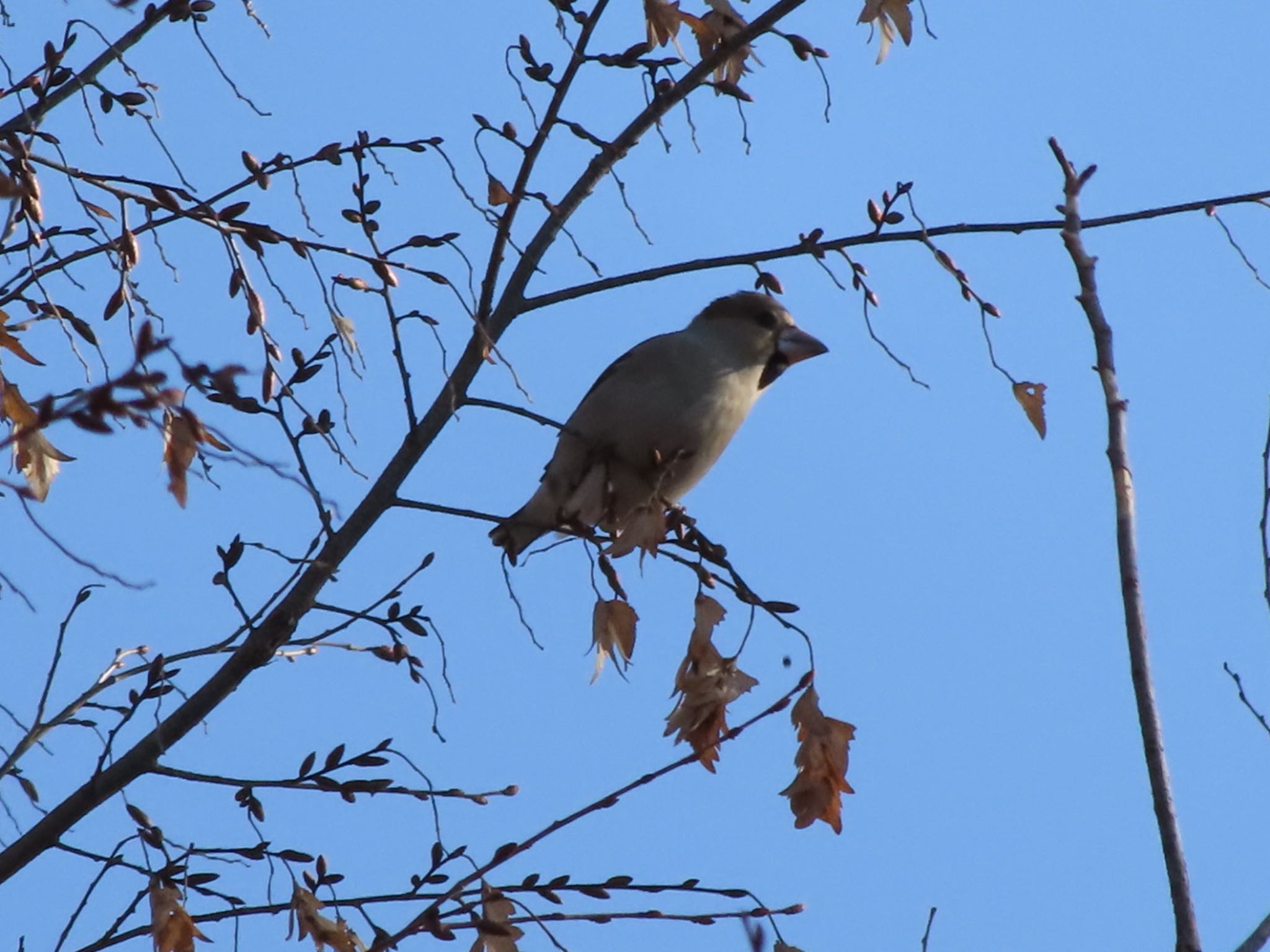 Hawfinch