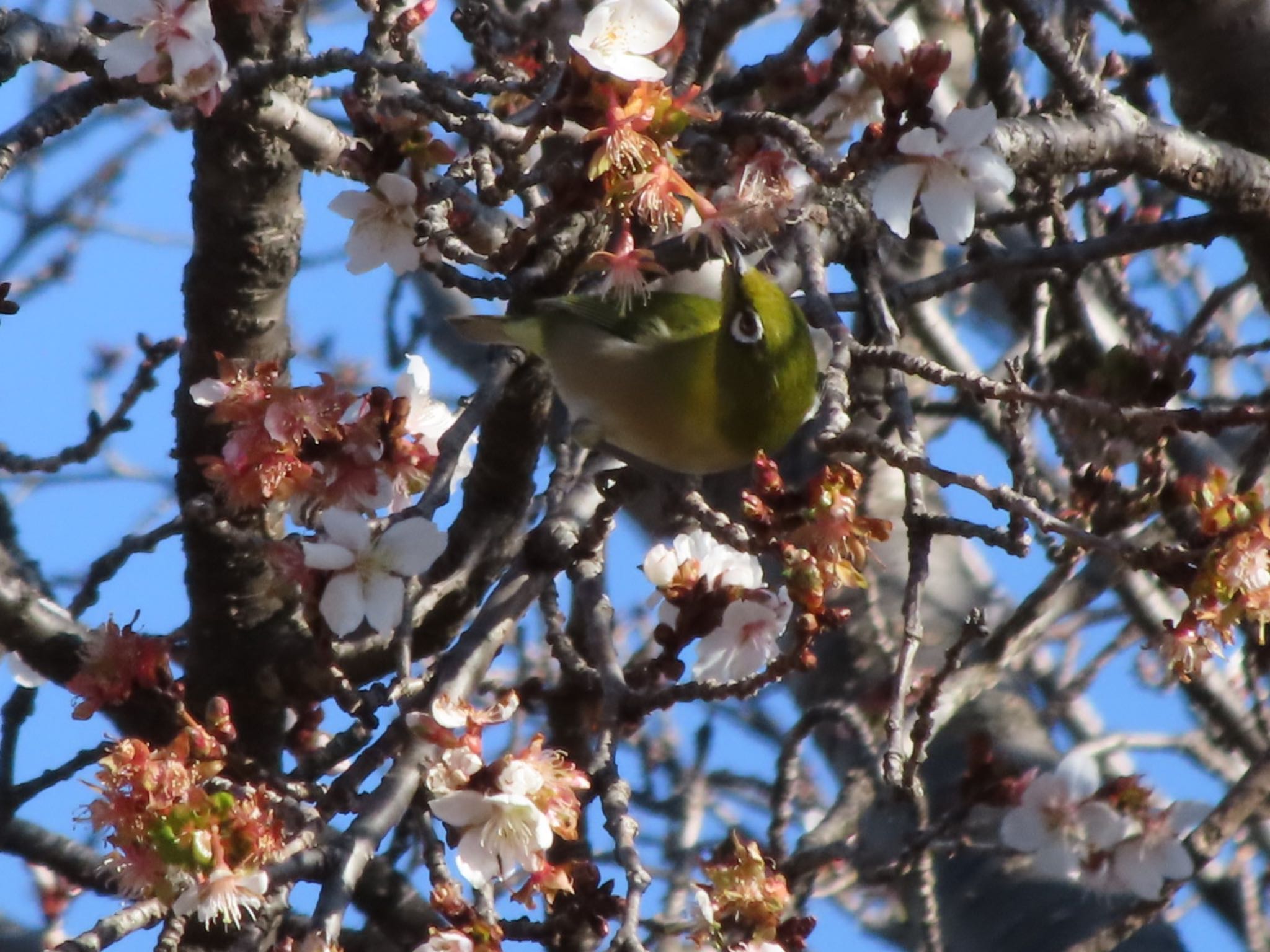 Photo of Warbling White-eye at 波志江沼環境ふれあい公園 by アカウント12456