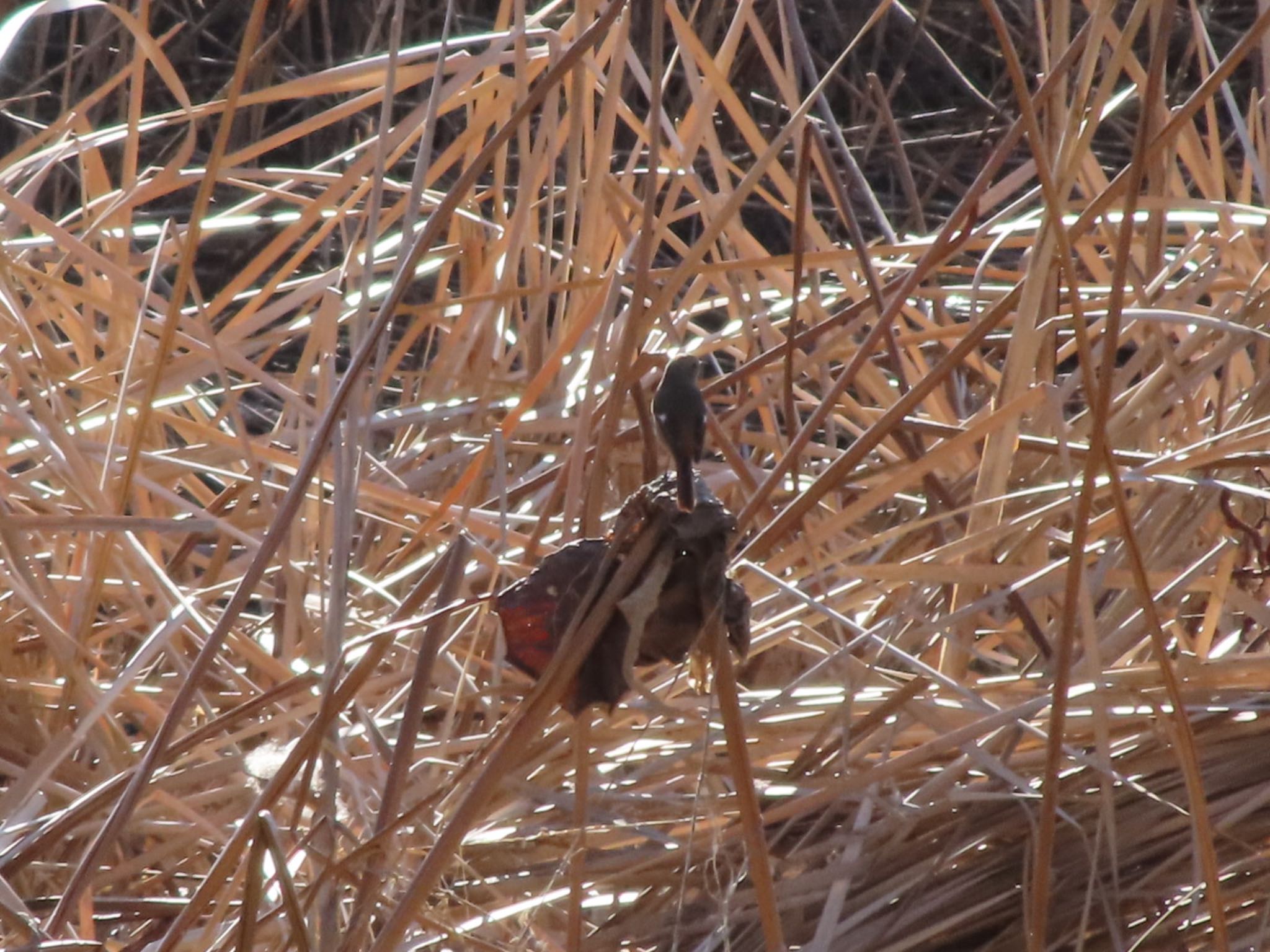 Photo of Daurian Redstart at 波志江沼環境ふれあい公園 by アカウント12456