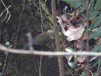 Red-flanked Bluetail 豊田市自然観察の森 Sat, 1/6/2024