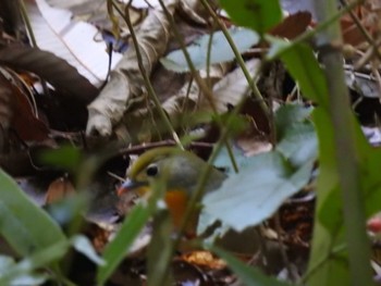 Red-billed Leiothrix 豊田市自然観察の森 Sat, 1/6/2024