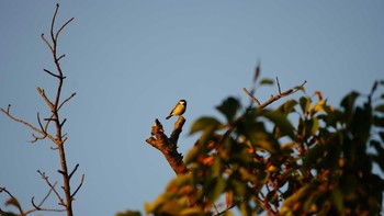 Japanese Tit 横須賀 Fri, 11/2/2018