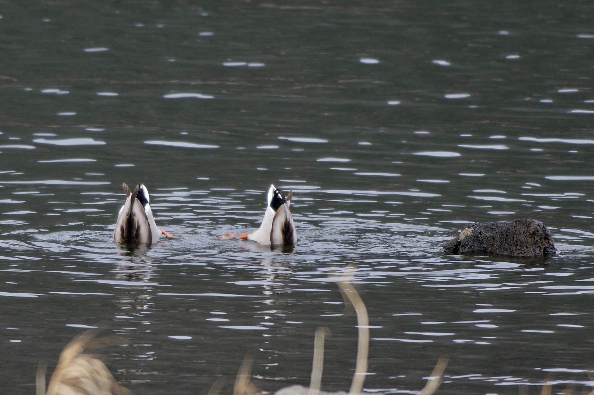 Mallard