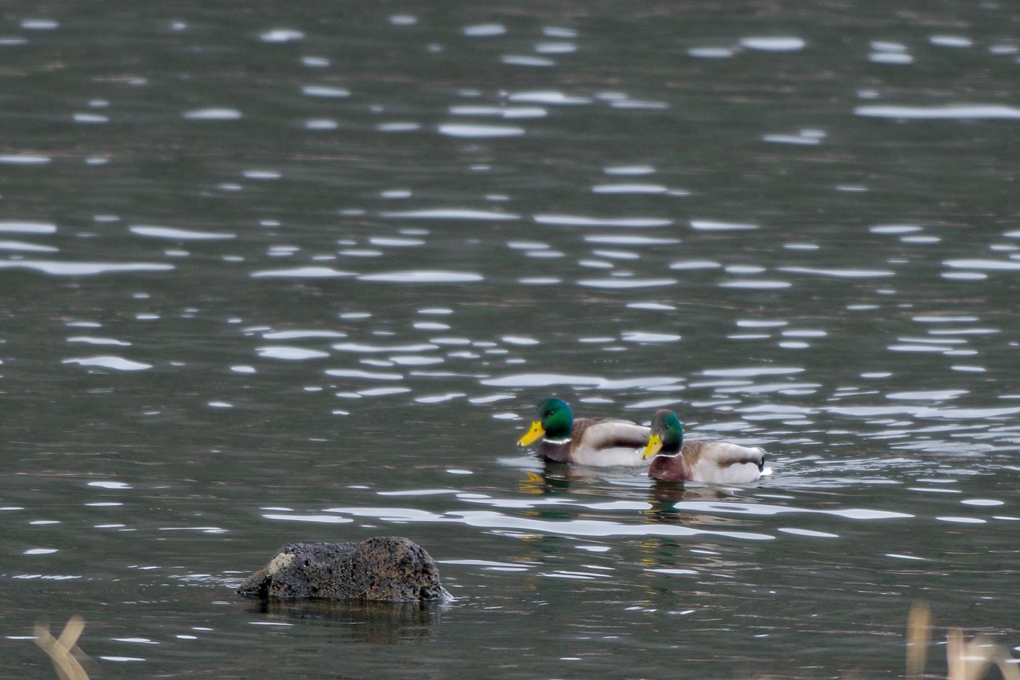 Photo of Mallard at Lake Kawaguchiko by 關本 英樹