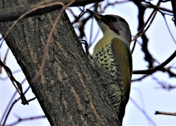 Japanese Green Woodpecker Akigase Park Wed, 1/3/2024