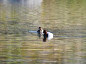 Common Pochard 神奈川01 Sun, 10/28/2018