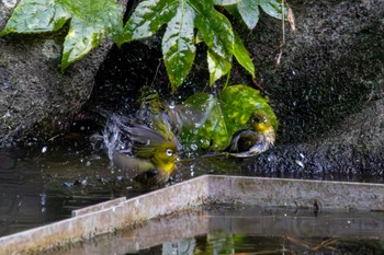 メジロ 見浜園 2024年1月3日(水)