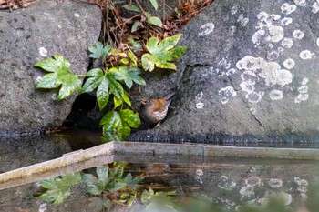 シロハラ 見浜園 2024年1月3日(水)