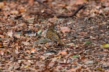 トラツグミ 座間谷戸山公園 2024年1月4日(木)