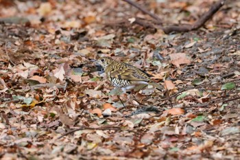 トラツグミ 座間谷戸山公園 2024年1月4日(木)