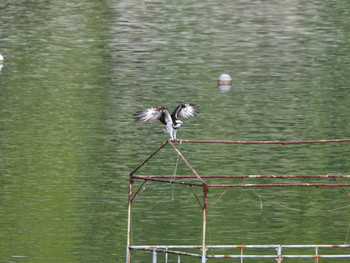 Osprey 神奈川01 Sun, 10/28/2018