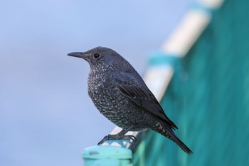 Blue Rock Thrush 横浜市 Sat, 1/6/2024