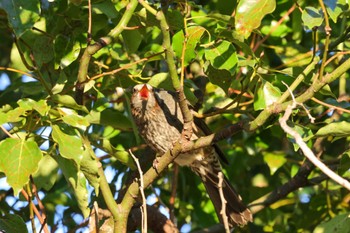 Brown-eared Bulbul 横浜市 Sat, 1/6/2024