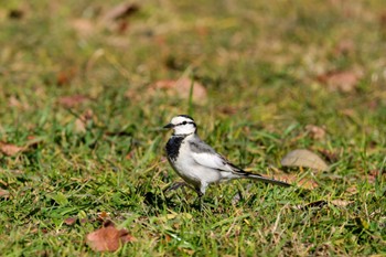 White Wagtail 横浜市 Sat, 1/6/2024