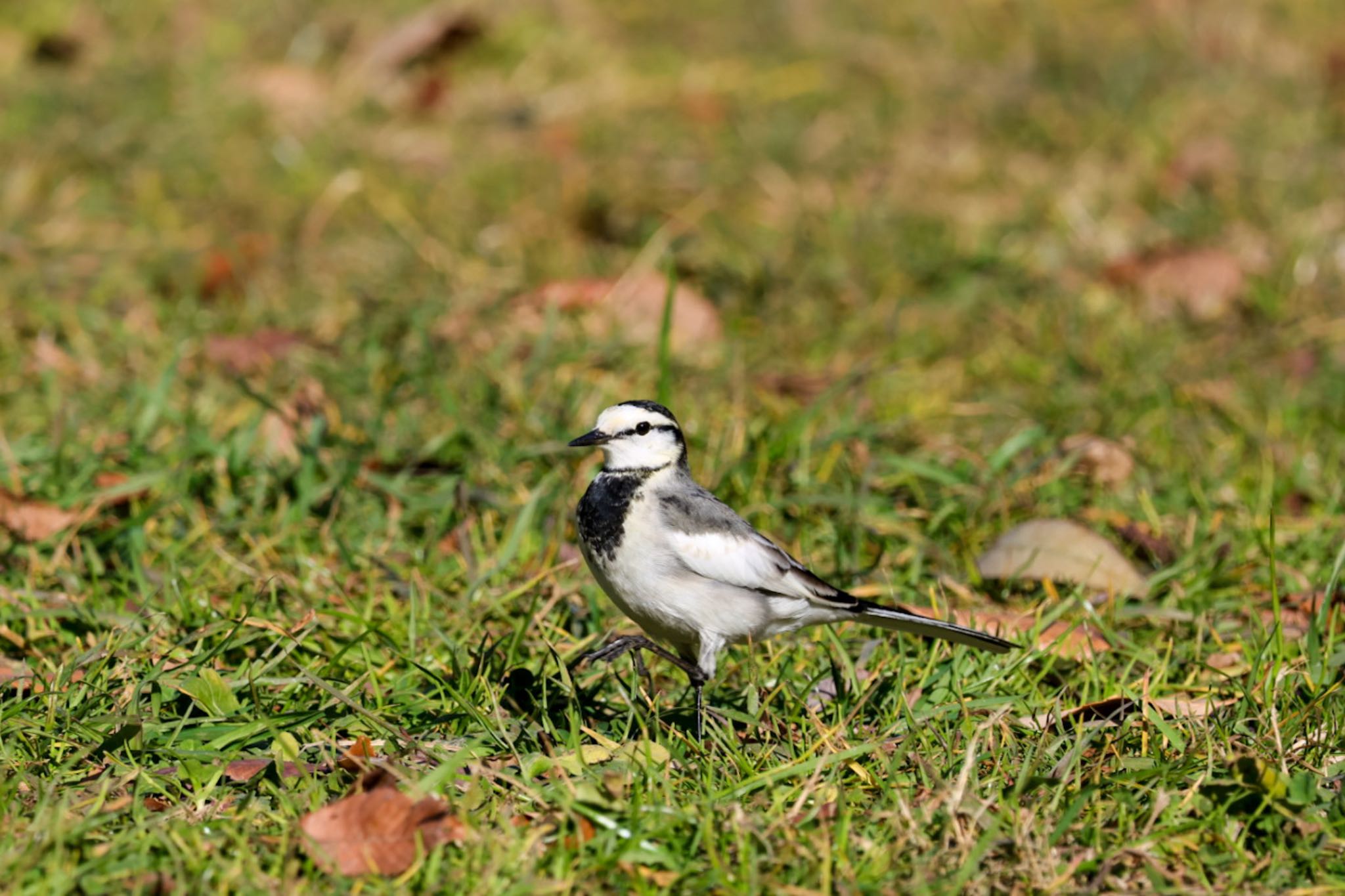 Photo of White Wagtail at 横浜市 by Allium