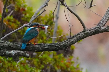 カワセミ 千里南公園 2024年1月6日(土)