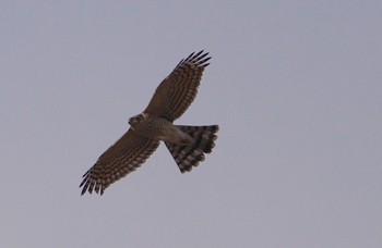 Sat, 1/6/2024 Birding report at 万代池