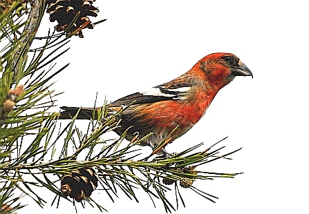 Two-barred Crossbill